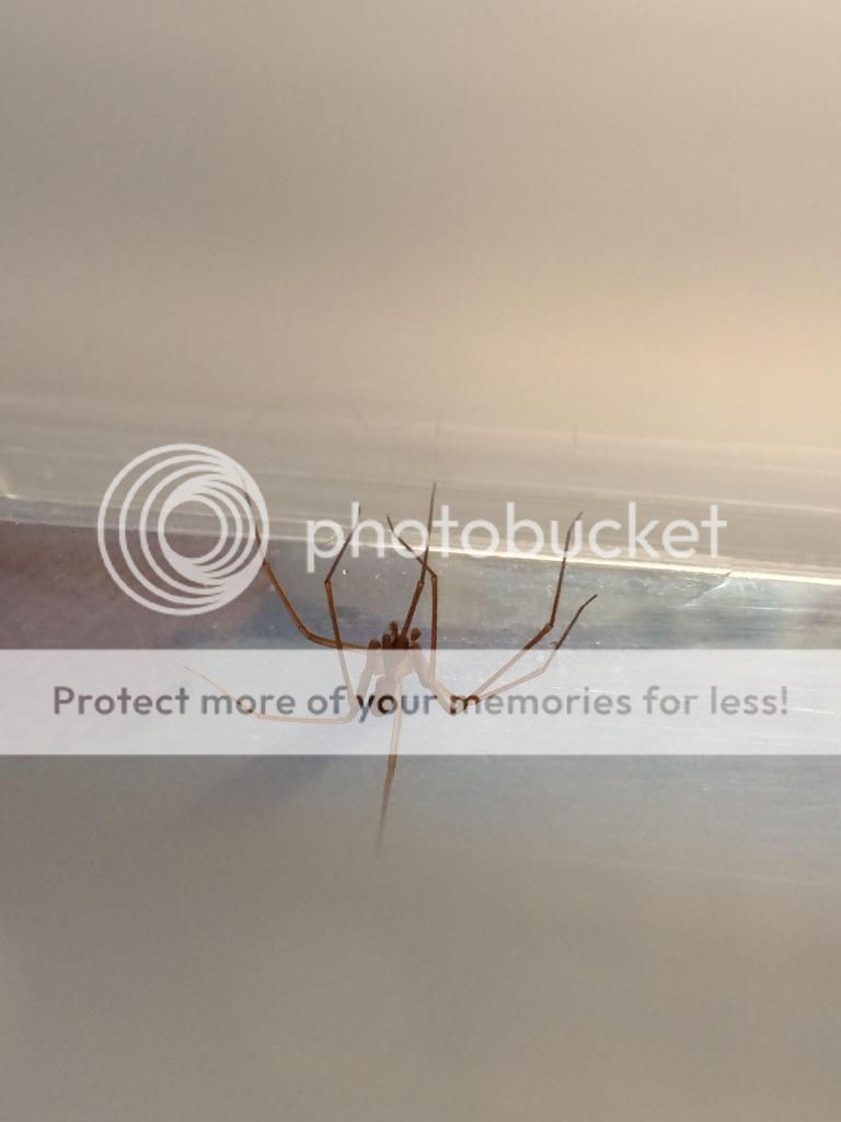 Qué tipo de araña es esta que me acabo de encontrar. - Foro Coches